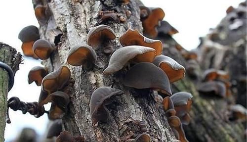 中年|女性想美，3种果蔬不重样，能预防色素沉淀，同时保持皮肤白皙