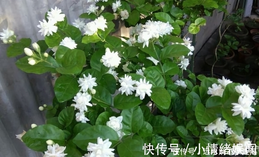 回家|茉莉花买回家，花苞掉光不开花或许你第一步就做错了