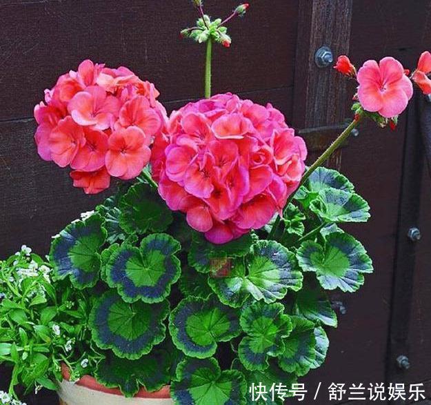 天竺葵“娇惯养”,灿烂满花苞,戳中3个软肋,一年难长个