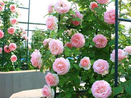 此花是花丛中妖娆起舞的仙女，绚丽缤纷唯美优雅，让人深深着迷！