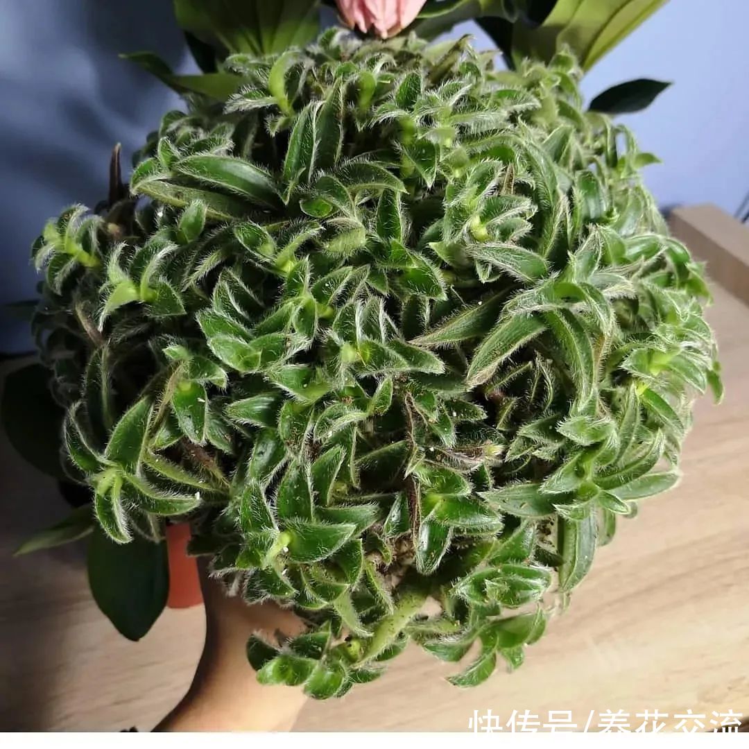 8种小众的垂盆花卉,小巧且可爱,朝东的窗台上可悬挂几盆