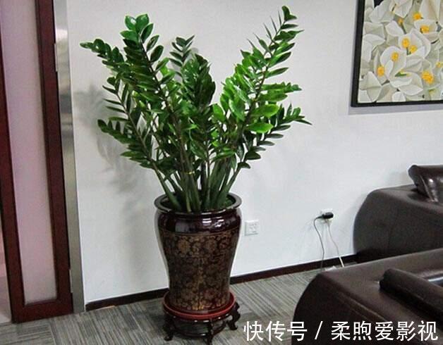 富贵竹|1种树，摆在客厅一角，能带来“财运”，越是有钱人，养的越多