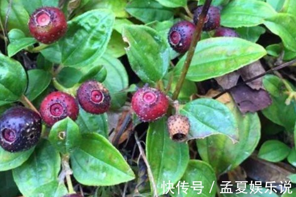 茄子|农村不起眼的“地茄子”，曾被人践踏嫌弃，殊不知营养价值很高！