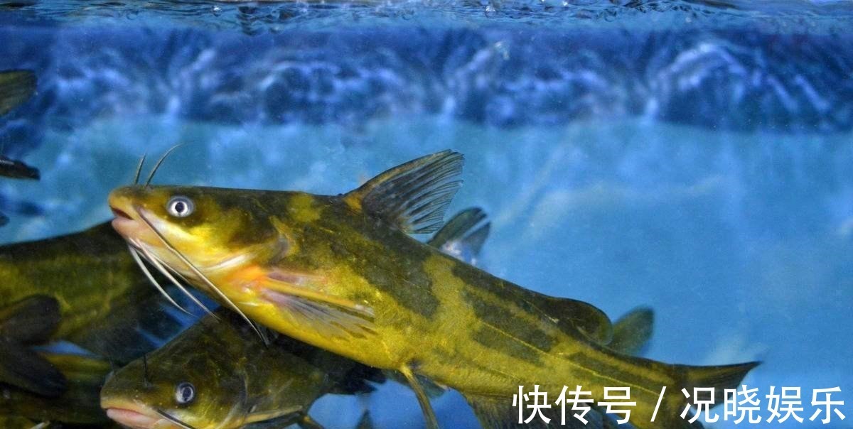 鱼钩|钓鱼必须鱼钩必须躺底打破传统方式,钓底钓浮都上鱼