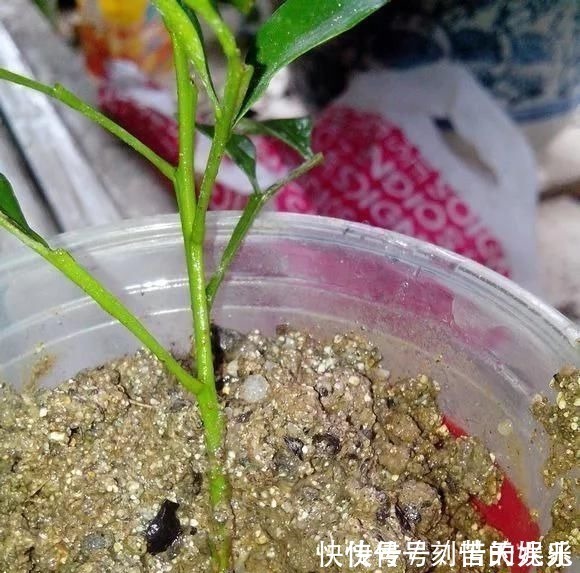 蟹爪兰|养花爱好者看过来这15种花现在“扦插”，生根快，一个周就长芽