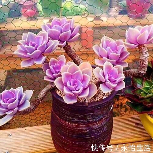 听名字很贵的5种多肉,其实都是漂亮的大普货,养过的花友都说好