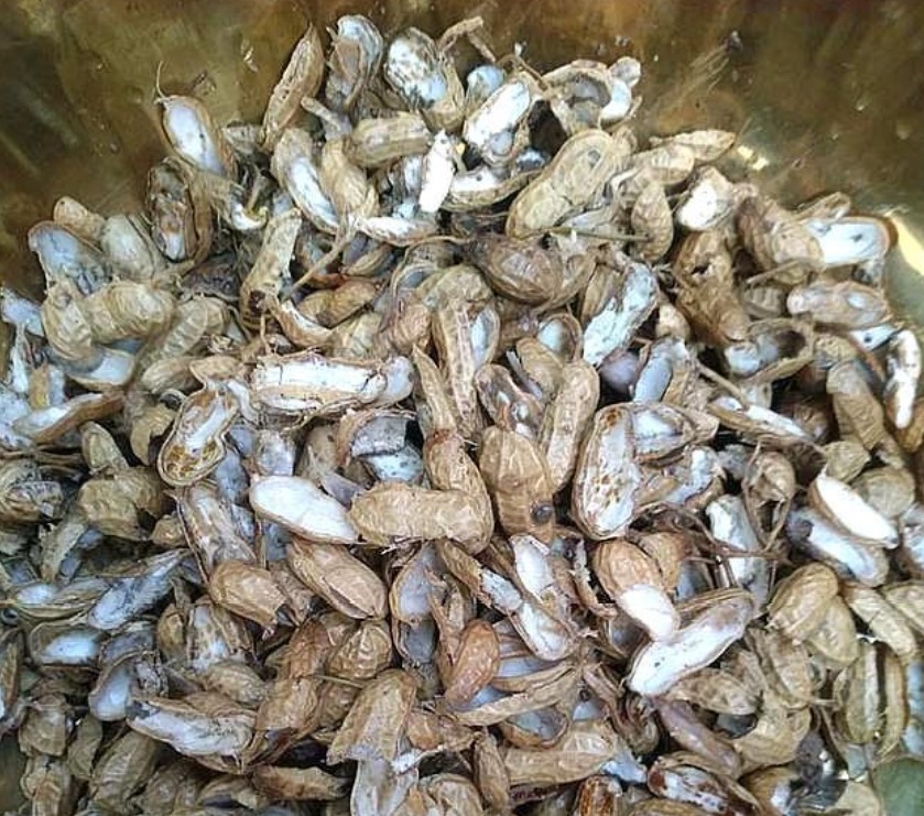 5种生活中的“垃圾”,是很好的“养花神器”,养啥花都旺!