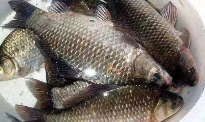 别封竿,钓鱼空军有救了,冬天钓大板鲫最拿手的绝技分享