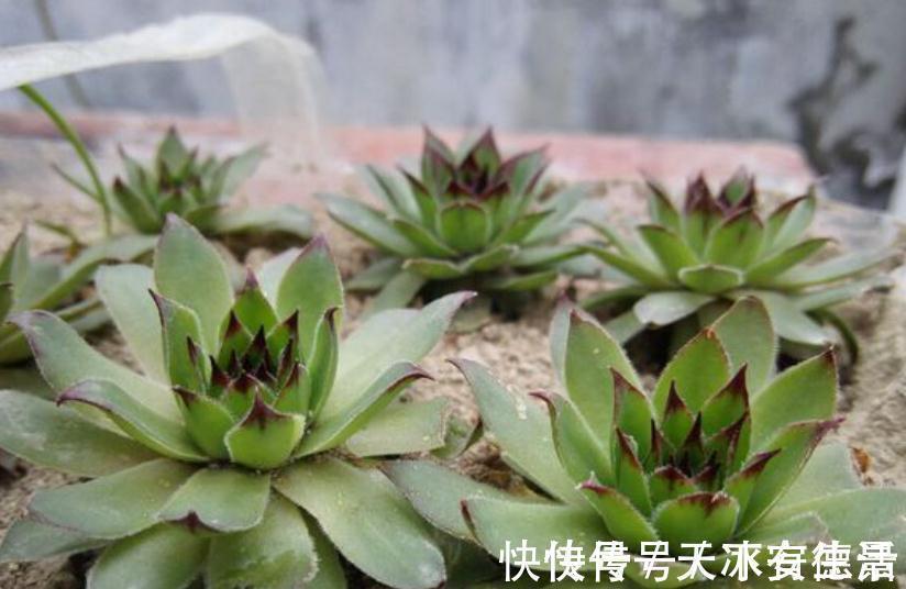外行人|盆栽此款多肉，打理好这些，茎叶长得像莲花，一年四季都在开