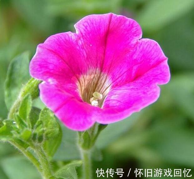 养花是一门艺术,聪明人养花有专门的技巧,怪不得养的那么好