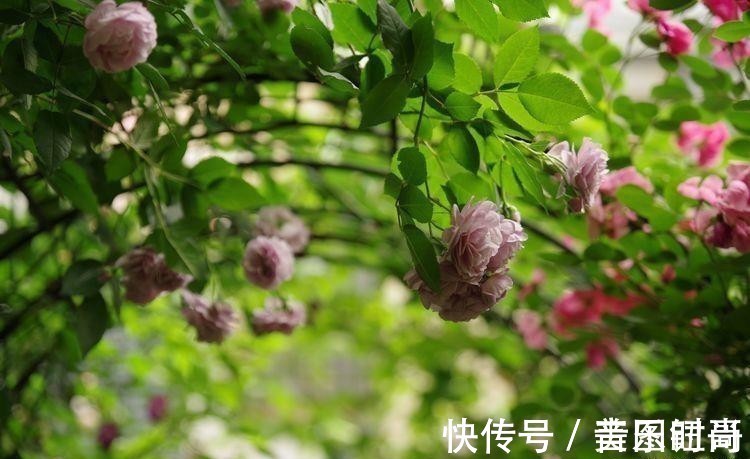 花园|荒废多年的80㎡小院,2年半时间打造成下沉式花园,太漂亮了!