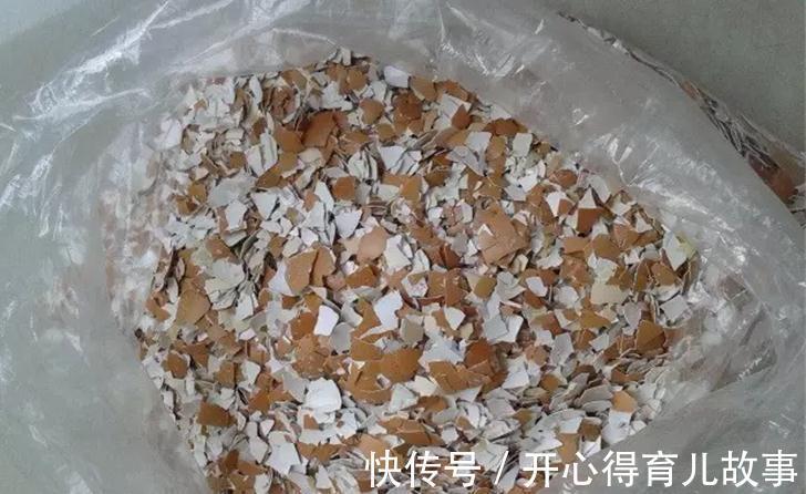 养花干货第七期，让君子兰长得旺的三种好货，你用过吗