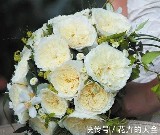 奥斯汀|养月季,要有耐心,掌握方法技巧