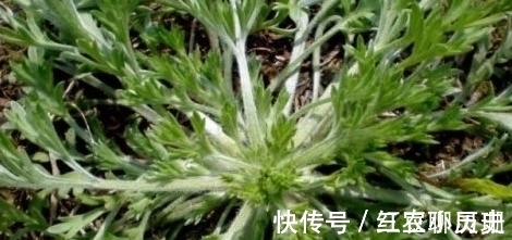 野菜|农村一种野菜只能当月吃，下个月药效就没了，城里一斤20块