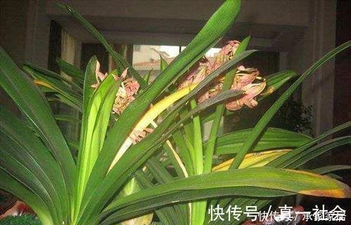 养君子兰不会浇水主要看叶子,水多水少有信号,养护也方便