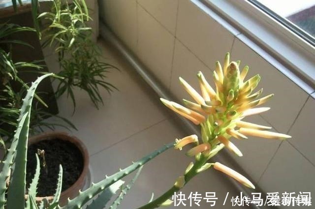 芦荟开花到底好不好老花匠你先养开花再说!