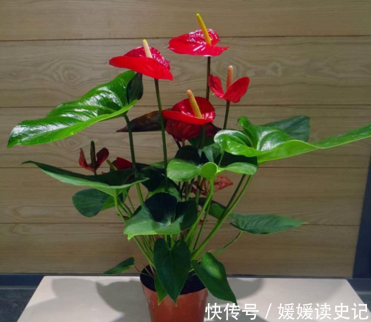 10种“旺运花”,家里至少养一盆,漂亮吉祥还“养人”