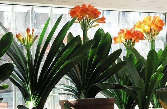 君子兰依赖“2种水”,半月浇一次,叶片四季肥厚,开花多不夹箭