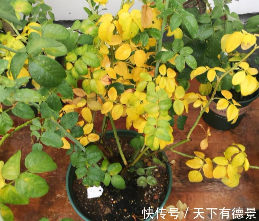 浇水|新买花卉有“5大忌”,买到以后别盲目,掌握技巧才能把它养好