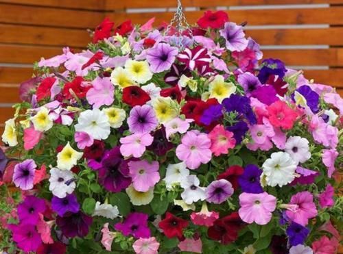  颜值|超惊艳的4种花，四季都开花，颜值超高的，种植很容易