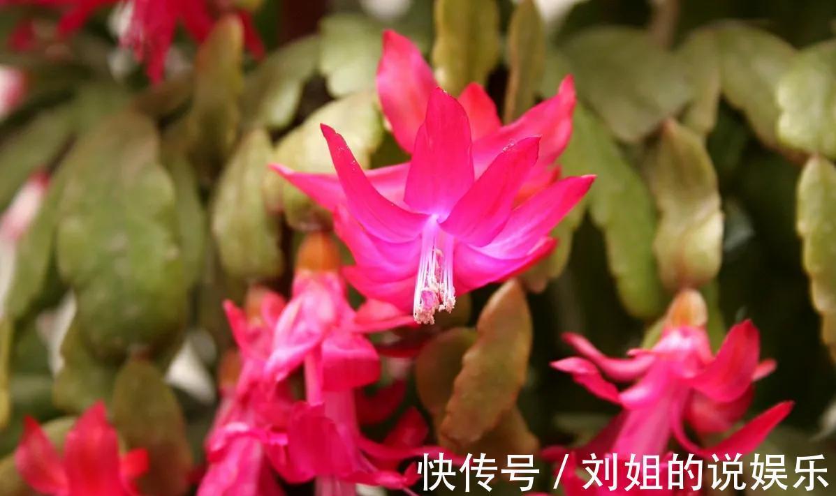 4种漂亮花冬季开,做年宵花很美,养一盆在家里,都温馨浪漫