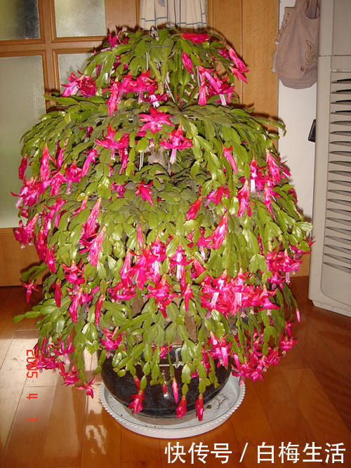 寒冬养蟹爪兰,抓住4点不放,花儿鲜艳绽放