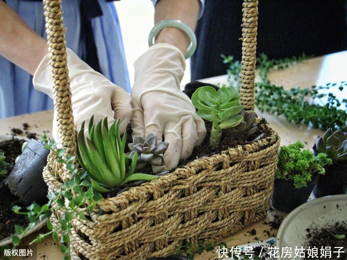 花友们|她把多肉种在篮子里,拎着就出了门,路上行人全多回头看