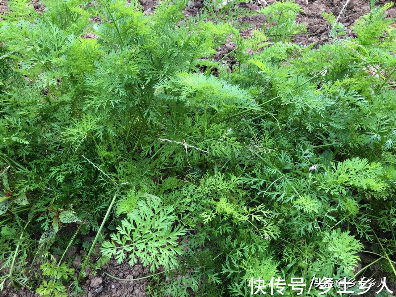 安康|秋分将至,老话说:“秋分一碗汤,四季好安康”,指的是什么汤?