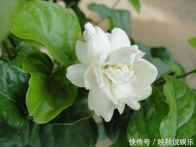 人间|此花“人间第一香”,沾土就活,一开花就是150天,养死算你狠
