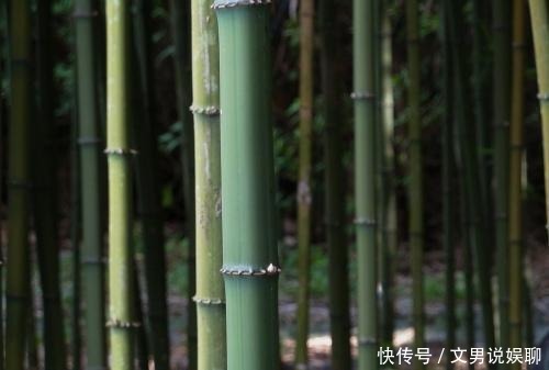 竹子|你以为竹子都是圆的 颠覆三观!