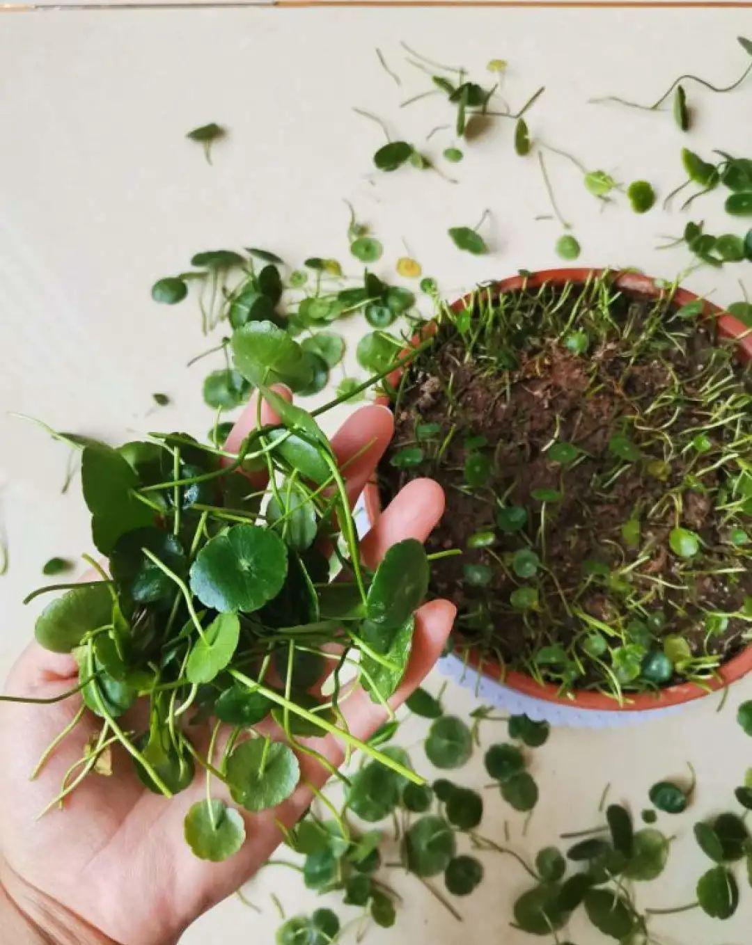 10种花,现在抓紧剪,更抗冻、好过冬!