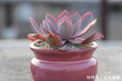 蹭蹭|养多肉不会浇水 学会正确的浇水方法, 让你的多肉蹭蹭长爆盆!