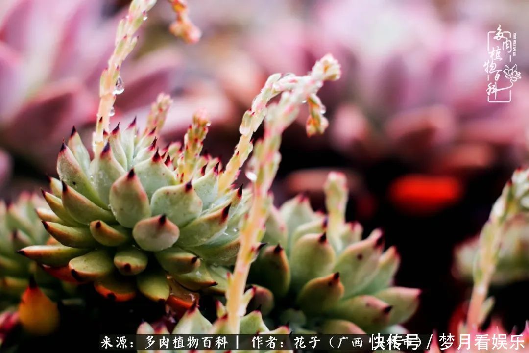 为了爱情|为了爱情来到陌生城市,偶遇多肉,地老天荒的爱恋!