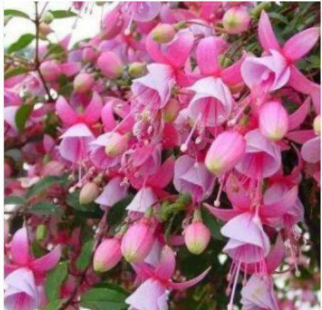 吊兰|家里就养“4种花”,从年头“香”到年尾,随便一养成花海