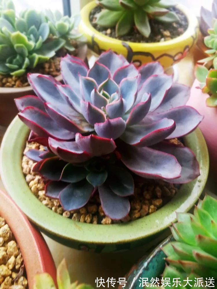 蚧壳虫|为肉痴狂!多肉植物也会用最美的容颜报答我们的勤劳付出!