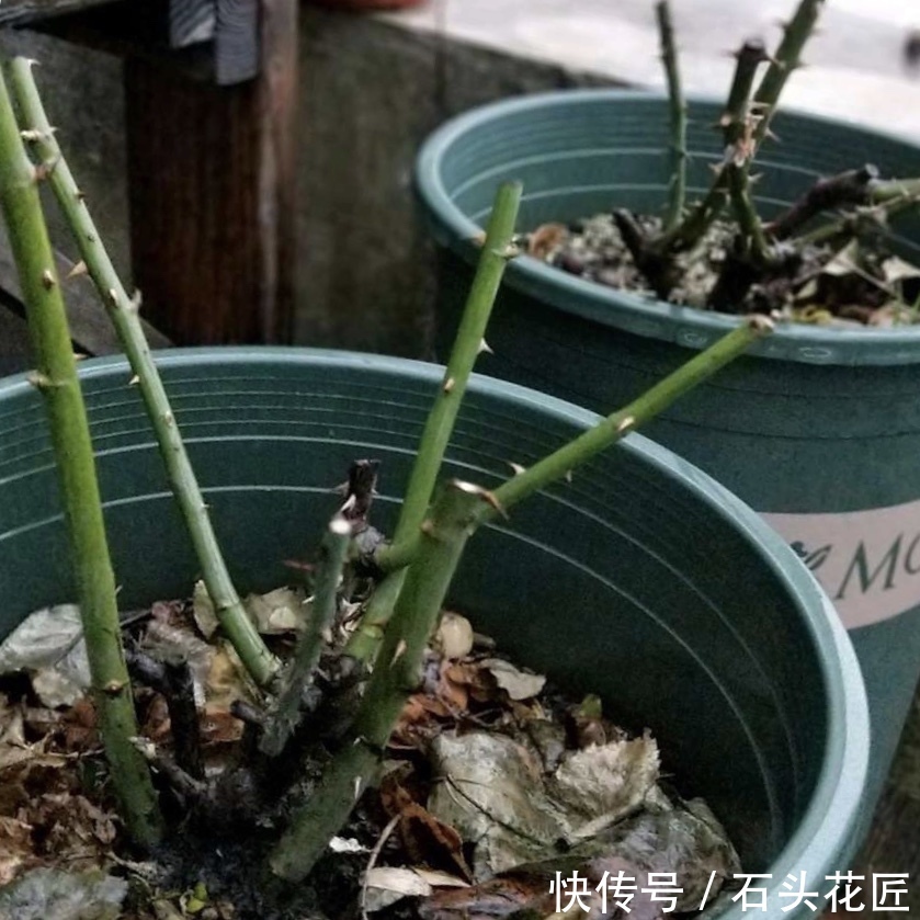 关键点|冬天买“便宜”裸根月季,经济又划算,栽种掌握“3个关键点”