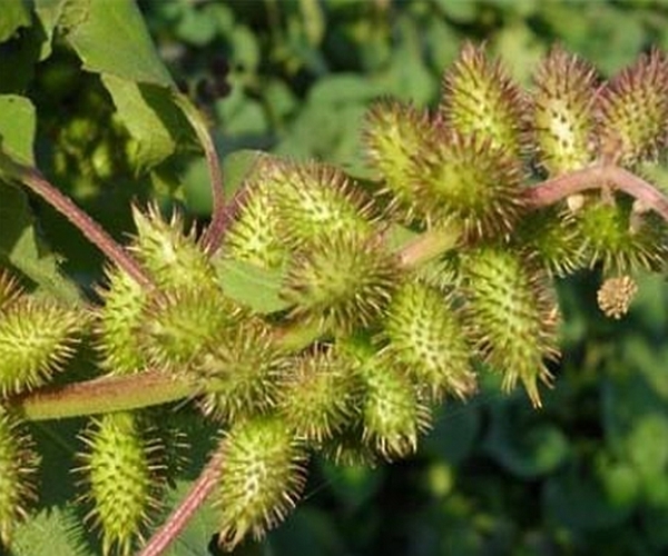 农村|农村田里的4种“救命草”，杀菌消炎、解毒防癌，谁吃谁“长寿”