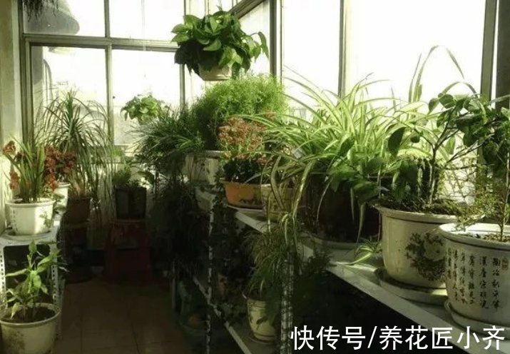 叶片|养花光照要求不同，可以分为“5种”类型，根据植物不同合理摆放