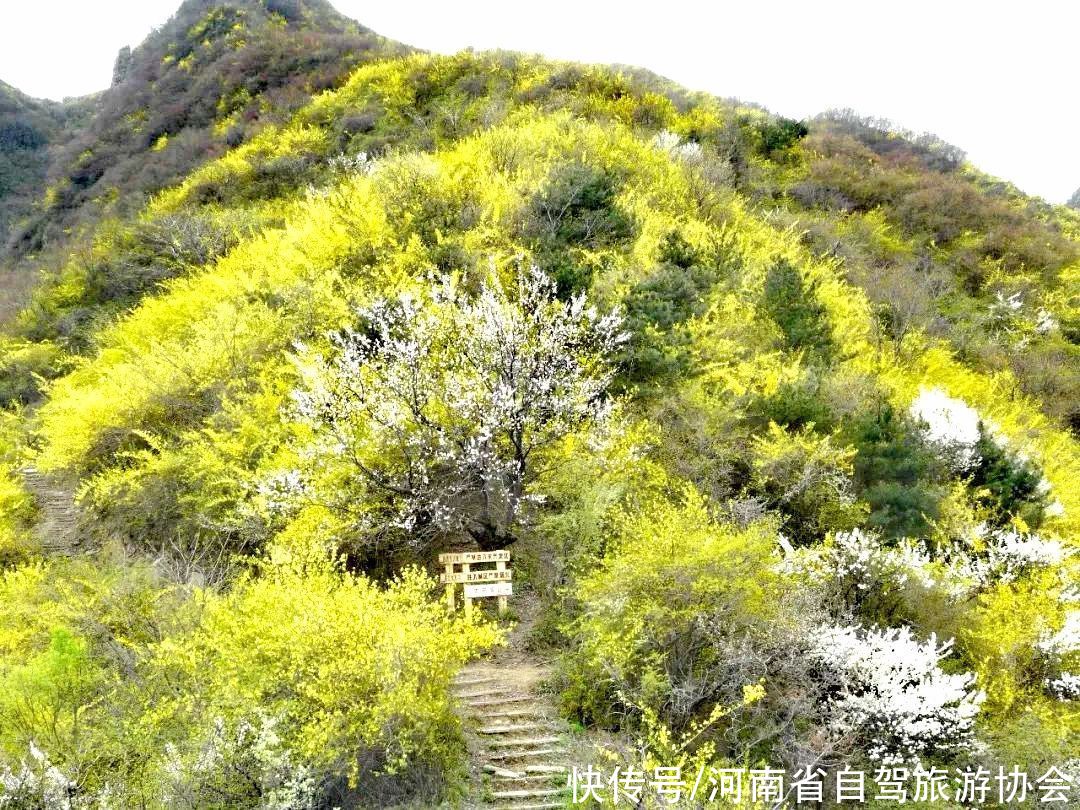 贺中国首届连翘花节在卢氏举办，豫西大峡谷风景区免门票9天