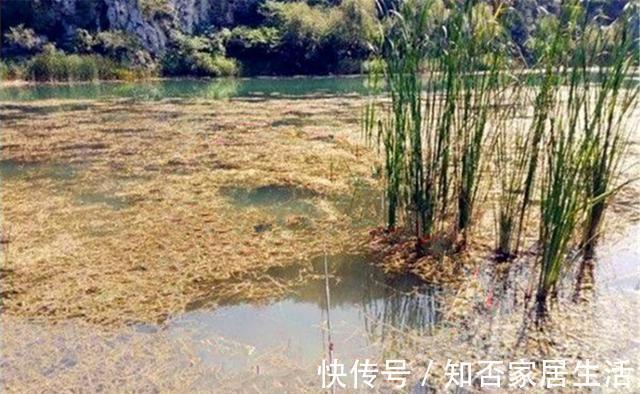 水草|野钓鲫鱼：夏季可以钓边草，秋季最好钓草洞，不是有草就有鱼