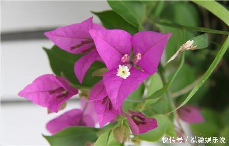 花盆|家里有这3种花，看到这几种“迹象”，别浇水了，先换盆才能养活