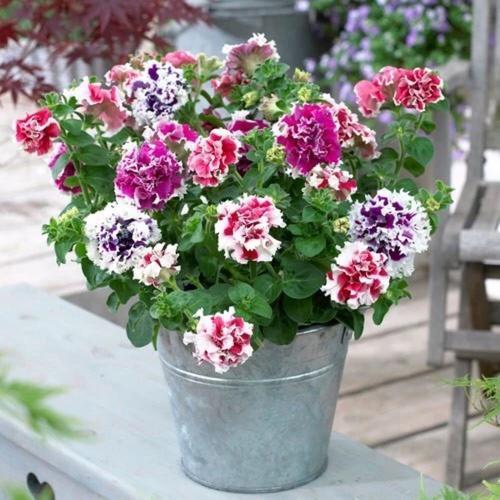 喜欢在家中养花卉，就选花色丰富多样，花期长，人见人爱的3种花