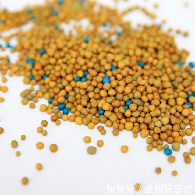 君子兰花期|君子兰用什么肥料最好,家里常备这三种肥料就足够了