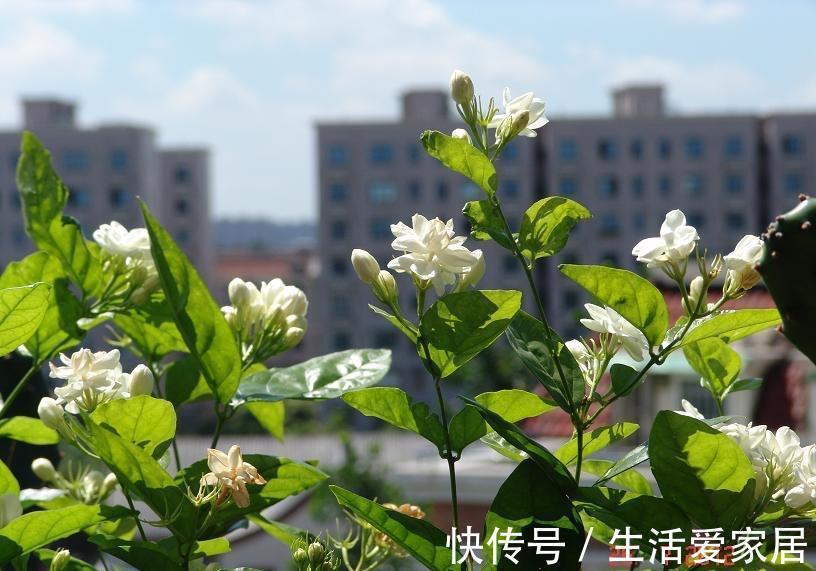 扶桑花|4种喜光花卉，越是多晒太阳，越是花繁叶茂，鲜艳貌美