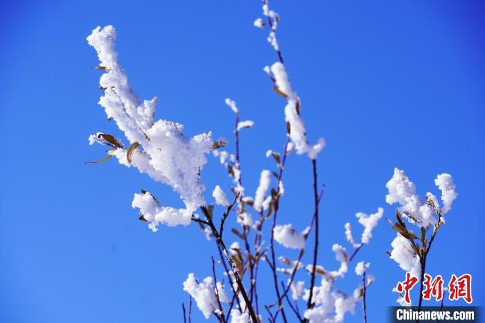 降雪|四川若尔盖：雪后雾凇若诗若画