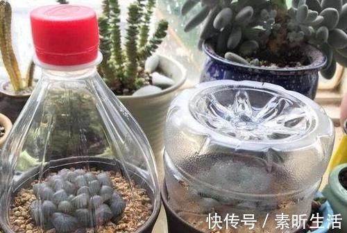 养多肉还在担心天冷叶子化水吗?套上它,反而不挨冻长得更好