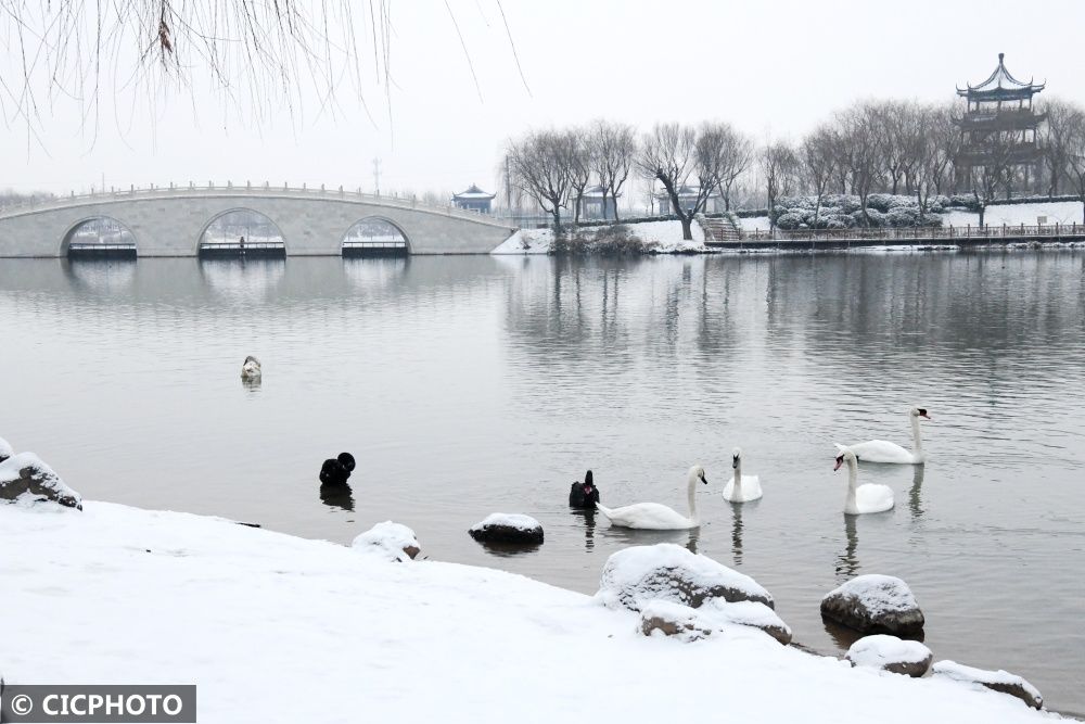 广平|河北广平：雪后天鹅湖美景如画