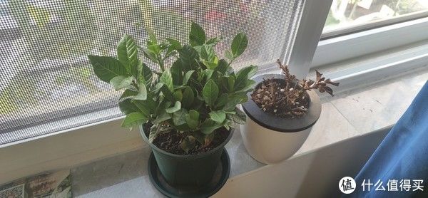 透水孔|花卉 篇一：低价买到手的栀子花，怎么养？