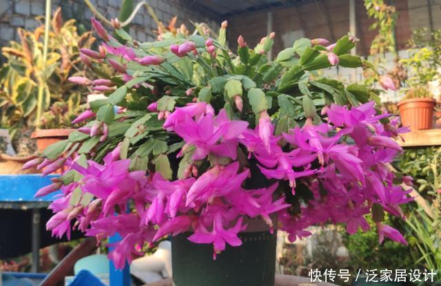 花多多2号|蟹爪兰想四季开花？1个“小开关”要知道，打开不分季节花开不停