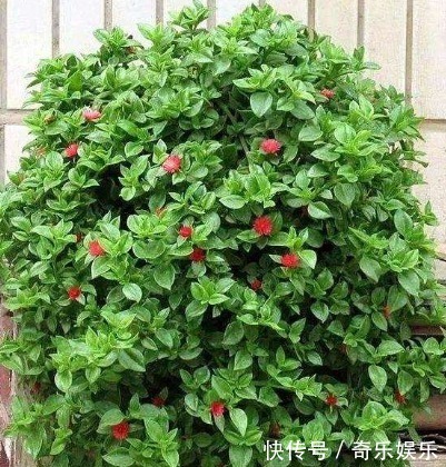 叶片|6种花适合吊起来养,窗前挂几盆,比窗帘都好看,而且非常好养